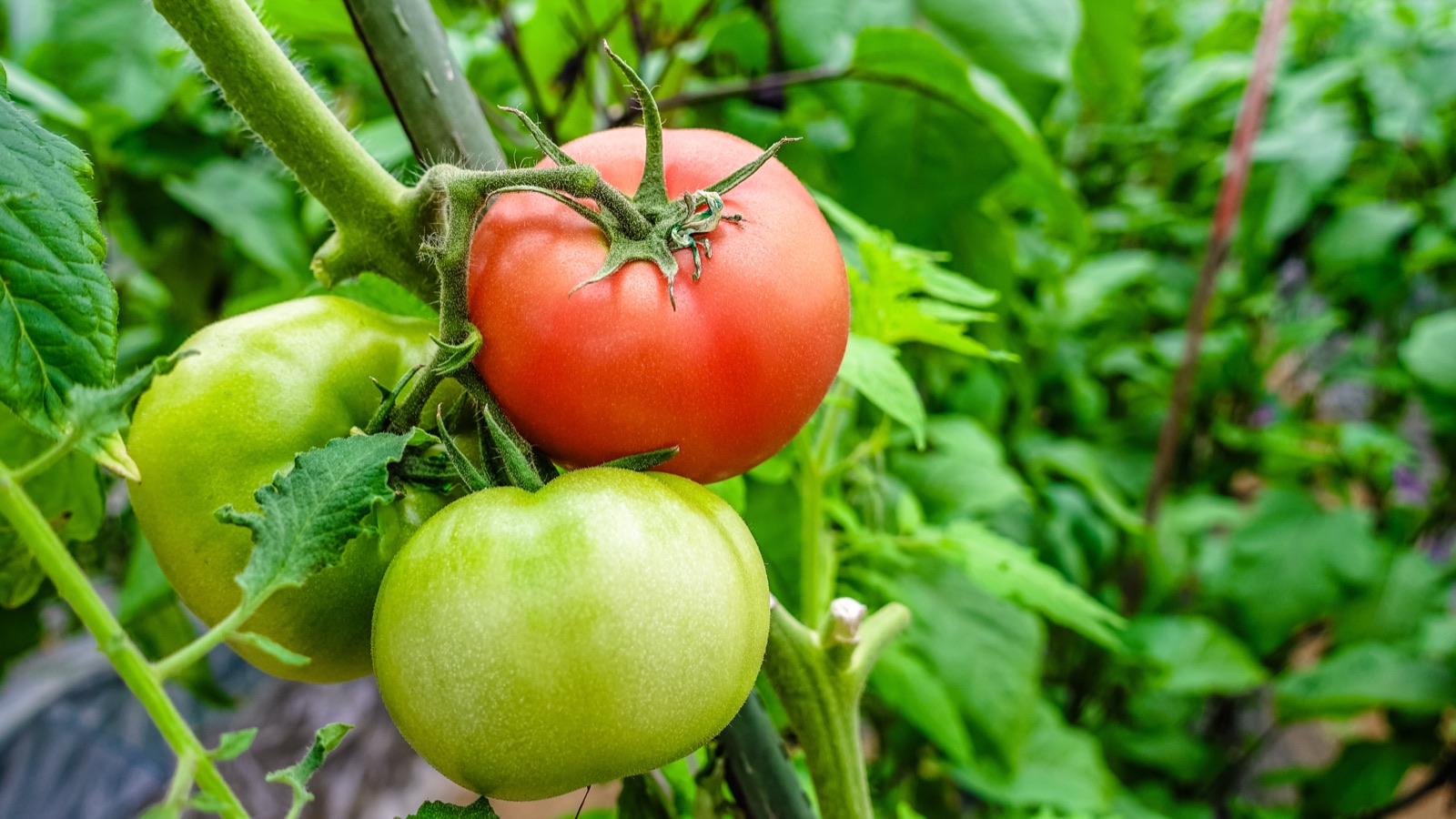 収穫 — 食べる楽しみへ